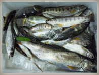 下伊那名物 あまご